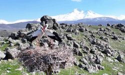 Doğanın uyanışı, Hürmetçi Sazlığı'nda sahneleniyor