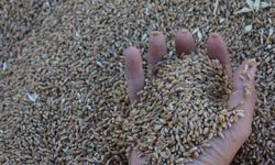 Dünya hububat üretiminde bir ilk gerçekleşecek