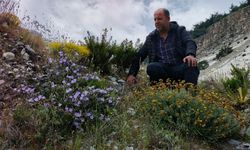 Dünyada sadece Aydın'da yetişen 'Küçük Çan' yok olma tehlikesiyle karşı karşıya