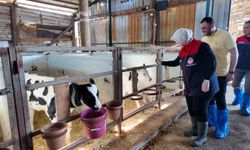 Düzce'de ari işletme sayısı artıyor