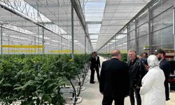 Düzce'den Seracılık İhtisas Organize Tarım Bölgesi'nde inceleme