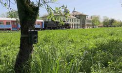 Edirne'de fotokapanlar yaban hayatını görüntülüyor