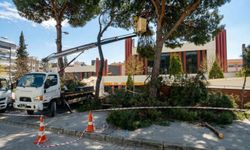 Efeler'de yüksek çam ağaçları bakıma alındı