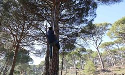 Ekmek parası için komando gibi ağaçlara tırmanıyorlar