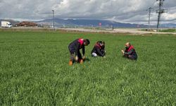 Elazığ'da hububat üreticilerine kök ve kök boğazı hastalık uyarısı