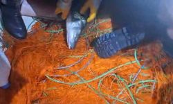 Elazığ'da kaçak avcılara ait 300 metrelik ağ ele geçirildi