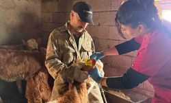 Elazığ'da şap aşılama çalışması sürüyor