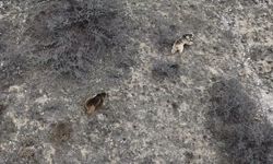 Erzincan'da kış uykusundan uyanan ayılar havadan görüntülendi