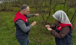 Fındık üreticilerine 'kozalak akarı' ve 'külleme' uyarısı