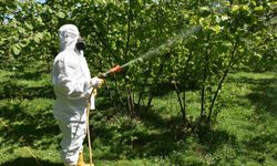 Fındıkta külleme ve kozalak akarına karşı mücadele başlatıldı