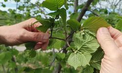 Fındıkta verim düşüklüğü maliyeti artırıyor