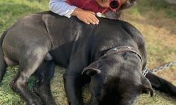 Gaziantep'te 4 yaşındaki Asiye Ateş'e pitbull saldırısı davasında karar