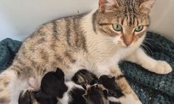 Germencik'te can dostlar yeni yuvalarını arıyor