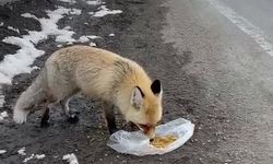 Gezen tilki nasibini buldu