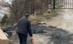 Gümüşhane'de aç kalan yavru ayıyı elleriyle beslediler