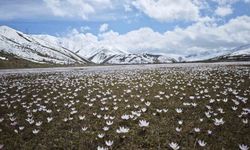 Güzeldere Vadisi'nde bahar şöleni: Çiğdemler görsel ziyafet sunuyor