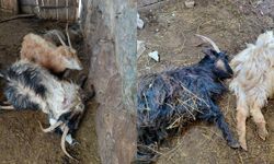 Hakkari'de kurt saldırısı, çok sayıda hayvan telef oldu