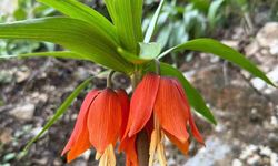 Hakkari'de ters laleler çiçek açtı