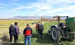 Haşhaş ve hububatta hastalık ve zararlı kontrolleri başladı