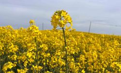 Hayrabolu'da çiçek açan 'Sarı Gelin', rengiyle büyülüyor