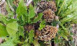 Hisarcık'ta kuzugöbeği sezonu açıldı