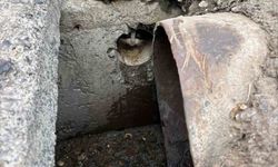 İskenderun'da rögar borusuna düşen yavru kediler kurtarıldı