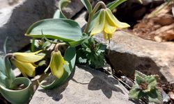 İsmini keşfedildiği ilçeden alıyor: Ender görülen Çermik ters lalesi çiçek açtı