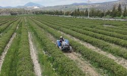 Isparta'da gül hasadı öncesi umutlar arttı: 13 bin ton rekolte bekleniyor