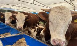 İzmir'de kurban pazarları kurulmaya başladı