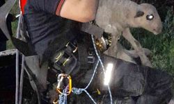 İzmir'de kuyuya düşen kuzuya itfaiyeden nefes kesen kurtarma
