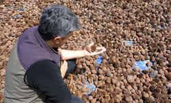 Kahramanmaraş'ta kızılçam tohumları sahaya hazırlanıyor