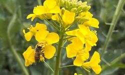 Kanola ilaçlamasında arıların korunması çağrısı