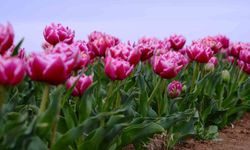 Karaman'da lale tarlası ziyaretçilerine hazırlanıyor