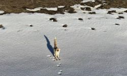 Karlı arazide yiyecek arayan tilki dron kamerasına yansıdı