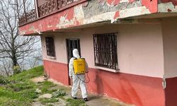 Kaynaşlı ve Yığılca'da Kahverengi Kokarcayla mücadele sürüyor