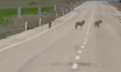 Kemah'ta kurt sürüsü cep telefonu kamerasına yansıdı