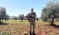 Kilis'te yaralı kızıl şahin bulundu