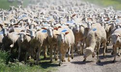 'Kırsalda Bereket Küçükbaşa Destek Projesi'nde son gün uyarısı