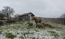 Kış uykusundan uyanan anne ayı yavruları ile yaylaya indi