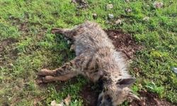 Köpeklerin saldırdığı sırtlan telef oldu