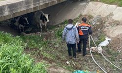 Köyden kaçan iki inek itfaiye ekiplerince yakalandı