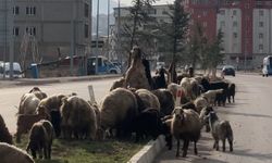 Koyunlar refüjde otladı, sürücüler bekledi