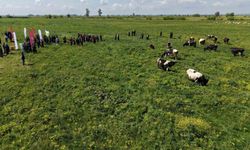 Kozan'da ıslah edilen mera alanı dualarla açıldı, sürüler alanda otlamaya başladı