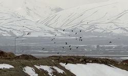 Kuşların rüzgarla dansı: Havada zor kalabildiler