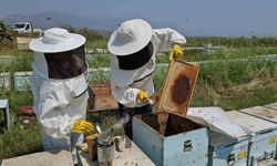 Kuyucak'tan dünyaya kovan ihracatı