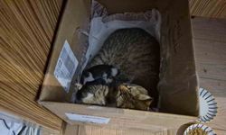 Lisenin maskot kedisi, yavrularını okula emanet etti