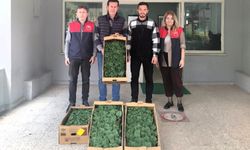Lüleburgaz'da çiftçiye hıyar fidesi dağıtıldı