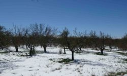 Malatya'da kayısıda don endişesi