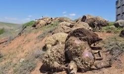 Malatya'da küçükbaş hayvan yüklü tır devrildi: 2 kişi yaralandı, 80 koyun telef oldu