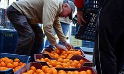 Mandalin üreticisine 5 milyon kazanç